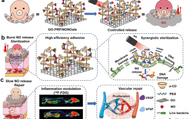 AFM：章鱼启发的自适应分子运动在糖尿病伤口修复中的协同光热和一氧化氮抗菌治疗