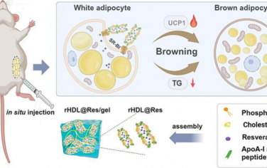 ACS Nano：具有脂肪组织靶向性的重组高密度脂蛋白平台用于减少局部脂肪