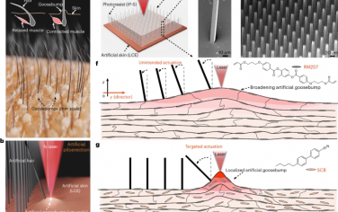 Nature Mater：光响应人工皮肤微型致动器