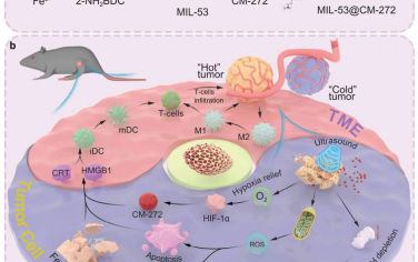 Adv. Mater：“一箭三雕”策略改善CM-272诱导的膀胱癌免疫治疗