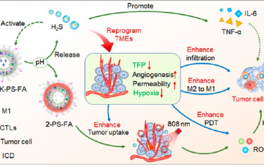 JACS：可重塑肿瘤微环境的智能脂质纳米颗粒用于可激活的H2S气体治疗和光动力免疫治疗