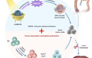 Biomaterials：X射线激活的纳米闪烁体可结合肿瘤相关中性粒细胞极化改善转移性结直肠癌放疗