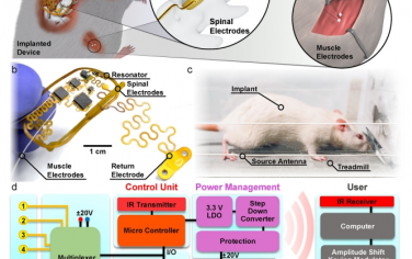 Nat Commun：完全植入的无电池高功率平台，用于慢性脊柱和肌肉功能性电刺激