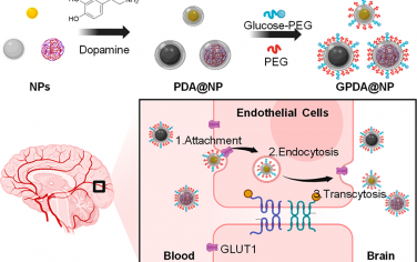 Nano Lett：仿病毒的葡萄糖和聚多巴胺(GPDA)包覆可作为构建脑递送平台的有效策略