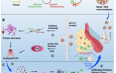 Angew：金属-DNA纳米复合物可通过抑制自噬介导的耐药增强化学动力学治疗