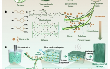 Nat Commun：受竹子启发的超强纳米纤维增强复合水凝胶