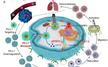 Biomaterials：自增强的光动力免疫刺激剂可下调和阻断PD-L1以用于转移性乳腺癌治疗