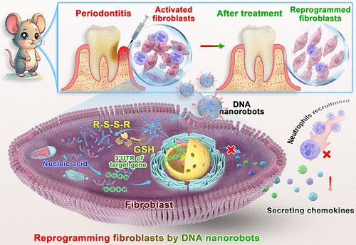 ACS Nano：DNA纳米机器人靶向重组牙周炎3′-非翻译区致病性成纤维细胞基因