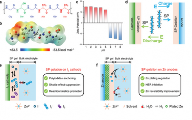 乔世璋Adv Mater：蛋白凝胶策略增强Zn-I2电池性能