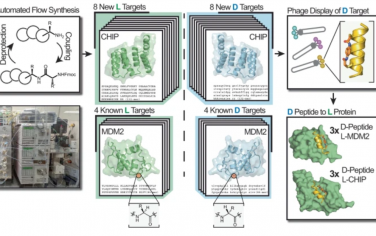 Nat. Commun.：通过D蛋白的单次快速流合成实现镜像配体发现