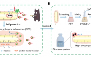 Science Advances：受生物自我保护启发的纳米材料工程，构建适用于环境应用的强大生物纳米系统