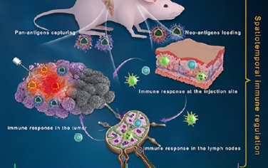 ACS Nano：具有时空免疫效应的三位一体纳米疫苗系统用于肿瘤射频消融术后的辅助治疗