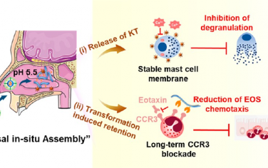 ACS Nano：鼻内形态转换纳米药物用于对变应性鼻炎进行长期干预