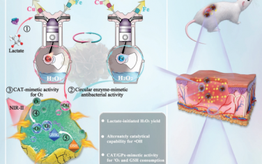 Adv. Mater：具有抗菌和巨噬细胞重编程活性的析H2S交替催化酶生物异质结用于修复全阶段感染性伤口
