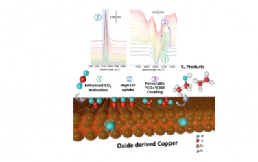 JACS：氧化物衍生铜上增强电化学 CO2 还原和 C−C 耦合的原位红外光谱证据