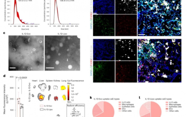 Nature Nanotechnology：通过可吸入细胞外囊泡递送IL-12mRNA实现肺癌治疗和促进全身免疫