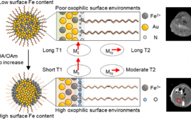 ACS Nano：配体诱导的原子偏聚可调的合金纳米探针用于增强磁共振成像