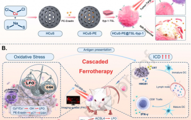 Biomaterials：NIR响应性铜纳米脂质体复合物可通过铁死亡激活ICD和释放IFN-γ以实现级联铁治疗
