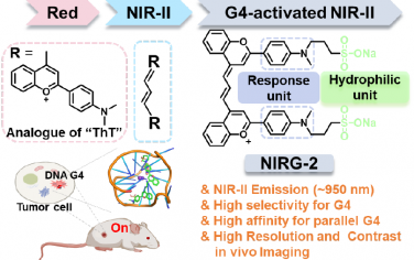 JACS：合理设计的NIR-II G-四链体荧光探针用于肿瘤转移的精准活体成像