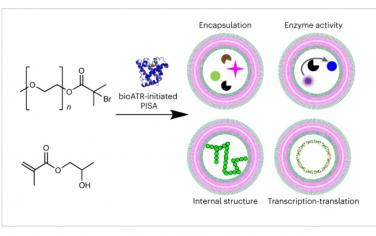 Nature Chemistry：生物催化聚合诱导自组装合成人工细胞