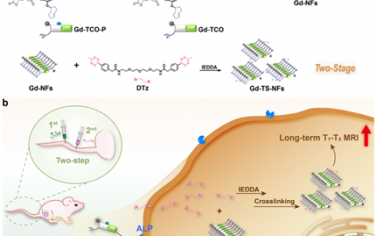 Adv. Mater：肿瘤T1-T2双模态MRI的尺寸依赖性级联增强