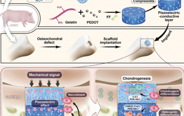 Adv. Mater：可生物降解的压电-导电一体化水凝胶支架用于修复骨软骨缺损