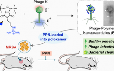 ACS Nano：工程化噬菌体-聚合物纳米组装体用于治疗伤口生物膜感染