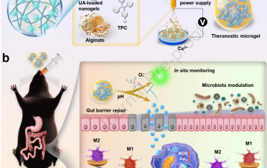 Biomaterials：闭环诊疗微凝胶可在溃疡性结肠炎中实现免疫微环境调节和微生物群重塑