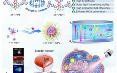 Angew：NIR-II AIEgen膀胱癌症原位光诊疗
