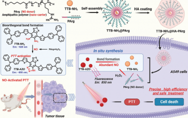Adv. Mater：NO活化的生物正交共递送纳米组装体用于原位合成光热制剂和实现精准安全的抗癌治疗
