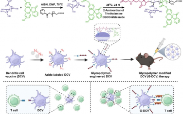 Angew：点击化学介导的细胞膜糖共聚物工程用于增强树突状细胞疫苗