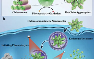 Adv. Mater：仿生叶绿体可作为不依赖于氧的光催化纳米反应器以实现高效的光免疫联合治疗