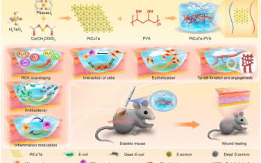 Adv. Mater：可清除活性氧、具有非活性氧依赖性抗菌功能的PtCuTe纳米片用于促进糖尿病伤口愈合