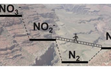 Angew：电催化氧化NH3生成NO2-而非N2