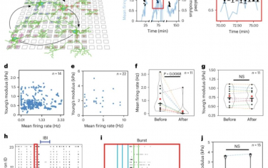 Nature Nanotechnology：亚细胞分辨率的机械刺激和电生理监测揭示了网络内神经元的不同机械相应