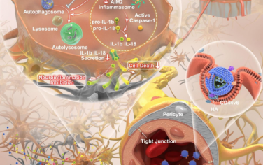 Biomaterials：侵袭性转移瘤伪装的ROS响应性纳米系统用于靶向治疗心脏停搏后脑损伤