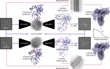 Nature Methods：DynaMight：通过改进的低温EM图像重建来估计分子运动