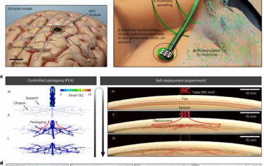 Nature Electronics：一种可生物降解和自展开的电子帐篷电极，用于大脑皮层接口