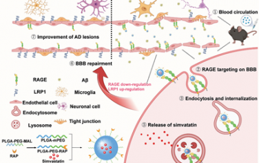Adv. Mater：多价纳米嵌合体引发的内吞作用途径可实现溶酶体靶向蛋白降解以用于AD治疗
