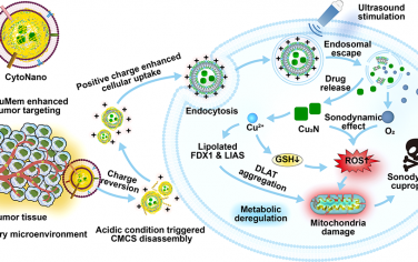 Nano Lett：双响应仿生CytoNano可通过结合声动力疗法和铜死亡以实现精准的线粒体干预癌症治疗