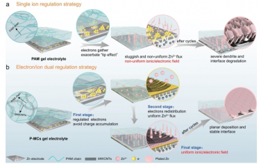 EES：具有电子离子双重调节机制的水凝胶电解质，用于高度可逆的柔性锌电池