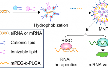 Nano Lett：疏水化核糖核酸用于实现全身递送和多方面癌症免疫治疗