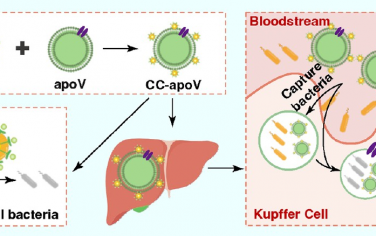 ACS Nano：负载碳点的凋亡囊泡可增强肝脏枯否细胞介导的抗菌作用以协同缓解脓毒症