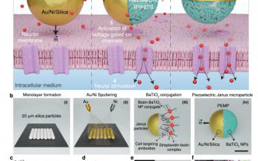 Nature Communications：基于Janus微粒的低强度聚焦超声定向和空间控制压电神经刺激
