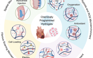 Adv. Mater综述：化学程序化水凝胶用于时空调控心脏病理微环境