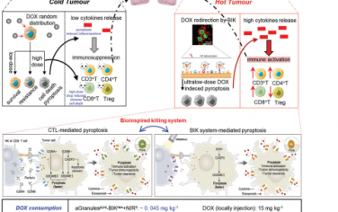 Adv. Mater：使用超低剂量化学药物的仿CTL杀伤系统可诱导焦亡介导的抗肿瘤免疫功能