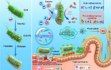 Nano Lett：具有原位矿化纳米催化剂和靶向生物包覆层的益生菌用于治疗炎症性肠病