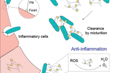 ACS Nano：仿生纳米酶可作为纳米诱饵以治疗尿路感染