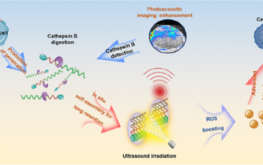 Nano Lett：组织蛋白酶B响应性肽-红紫素偶联物组装体可启动原位自聚集以用于癌症超声诊疗