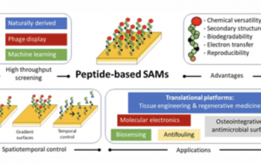 Chem. Soc. Rev.：基于肽的自组装单层（SAM）